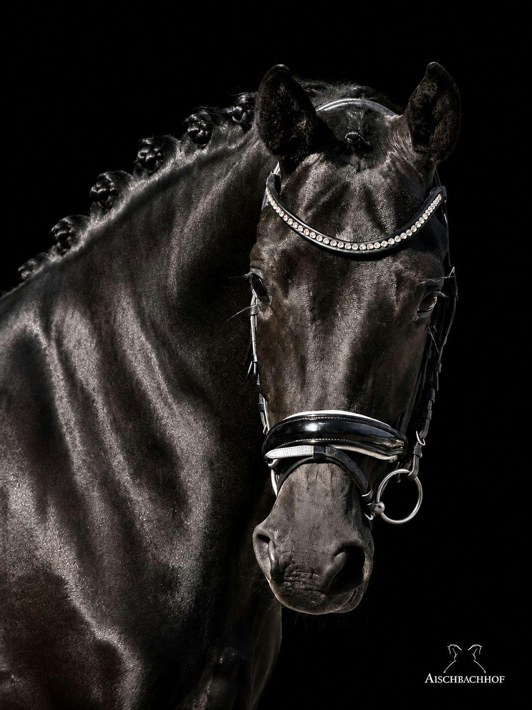 BLACK MARES IN GERMANY WESTPALIAN