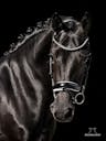 BLACK MARES IN GERMANY WESTPALIAN