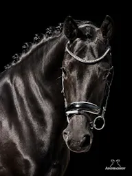 DONIER x GENESIS