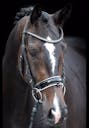 DRESSAGE HORSES NETHERLANDS