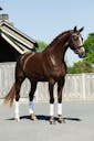 YOUNG HORSES FOR SALE