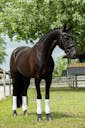 KWPN HORSES