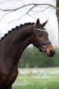 YOUNG HORSE FOR SALE