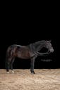 Dressage horse in Germany