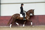 KWPN HORSES