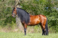spanish horses for sale