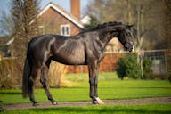 YOUNG HORSES FOR SALE