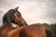 dressage horses kwon in the netherlands