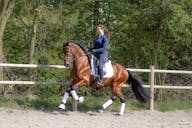 spanish horses for sale