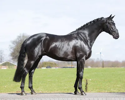 SMALL TOUR HORSE FOR SALE