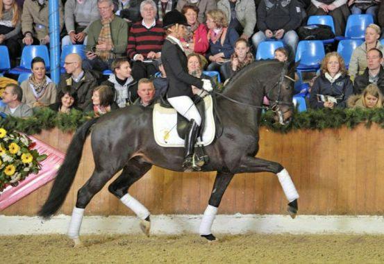 GRAND PRIX HORSES FOR SALE