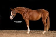 DRESSAGE HORSES FOR SALE IN EUROPE