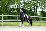 KWPN HORSE