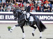 DRESSAGE HORSES IN EUROP