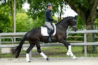 KWPN HORSE FOR SALE