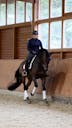 AMATEUR HORSES