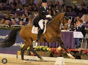 GP HORSES