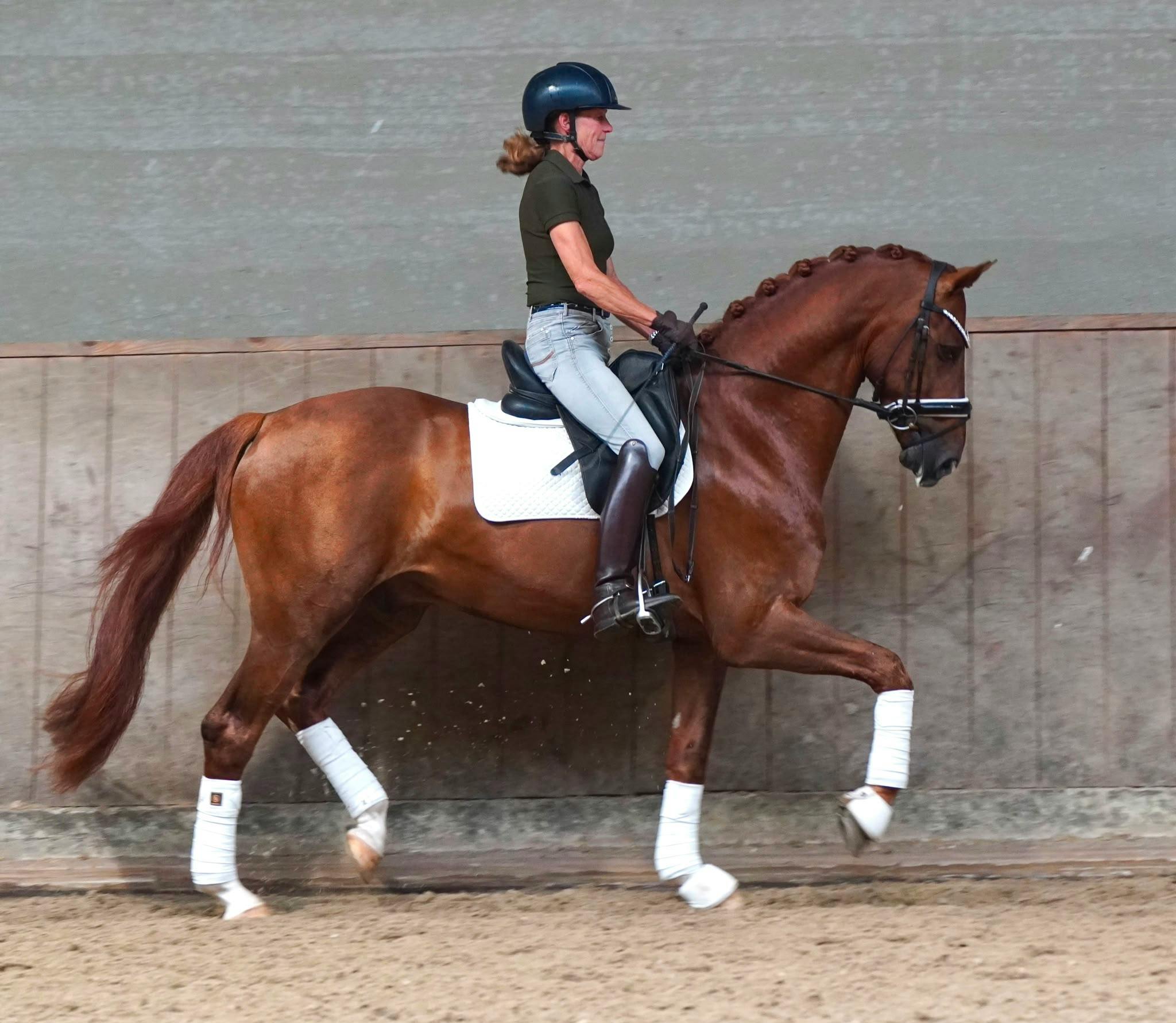 DRESSAGE BLUE HORS
