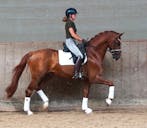DRESSAGE BLUE HORS