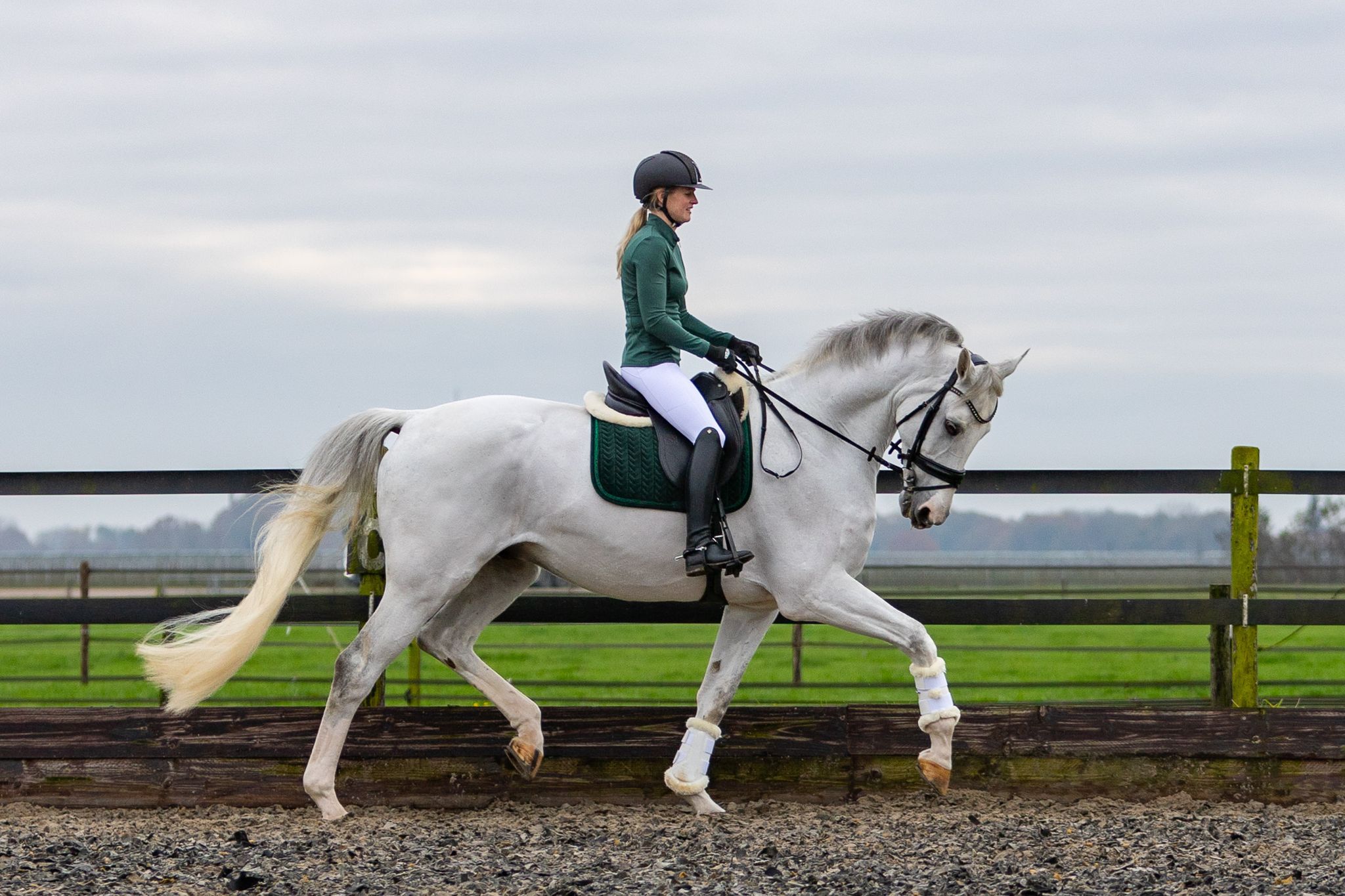 For sale horse.