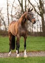 PSG HORSE FOR SALE