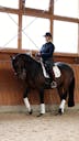 AMATEUR HORSES