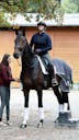 AMATEURS HORSES