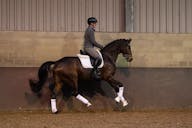 YOUNG HORSE FOR SALE