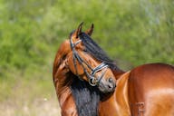 spanish horses for sale