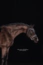 DRESSAGE HORSES FOR SALE EUROPE