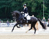 top dressage horses