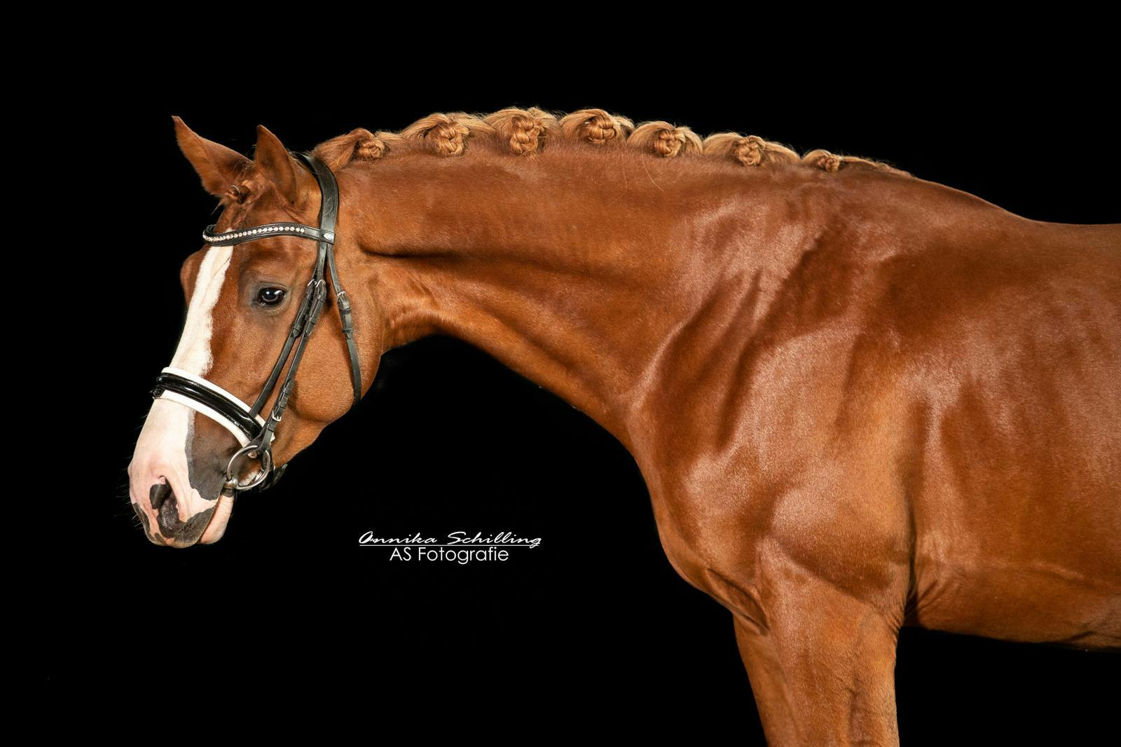 DRESSAGE HORSES FOR SALE YOUNG RIDERS