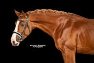 DRESSAGE HORSES FOR SALE YOUNG RIDERS