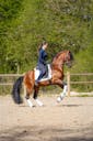 spanish horses for sale