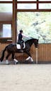 AMATEUR HORSES