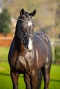 KWPN HORSES