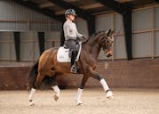 PSG HORSE FOR SALE