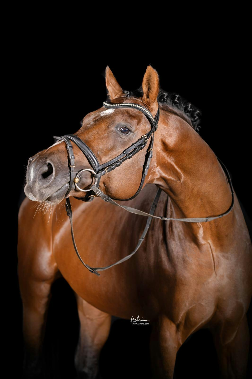 ESCOLAR STALLION OLDENBURG
