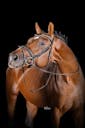 ESCOLAR STALLION OLDENBURG