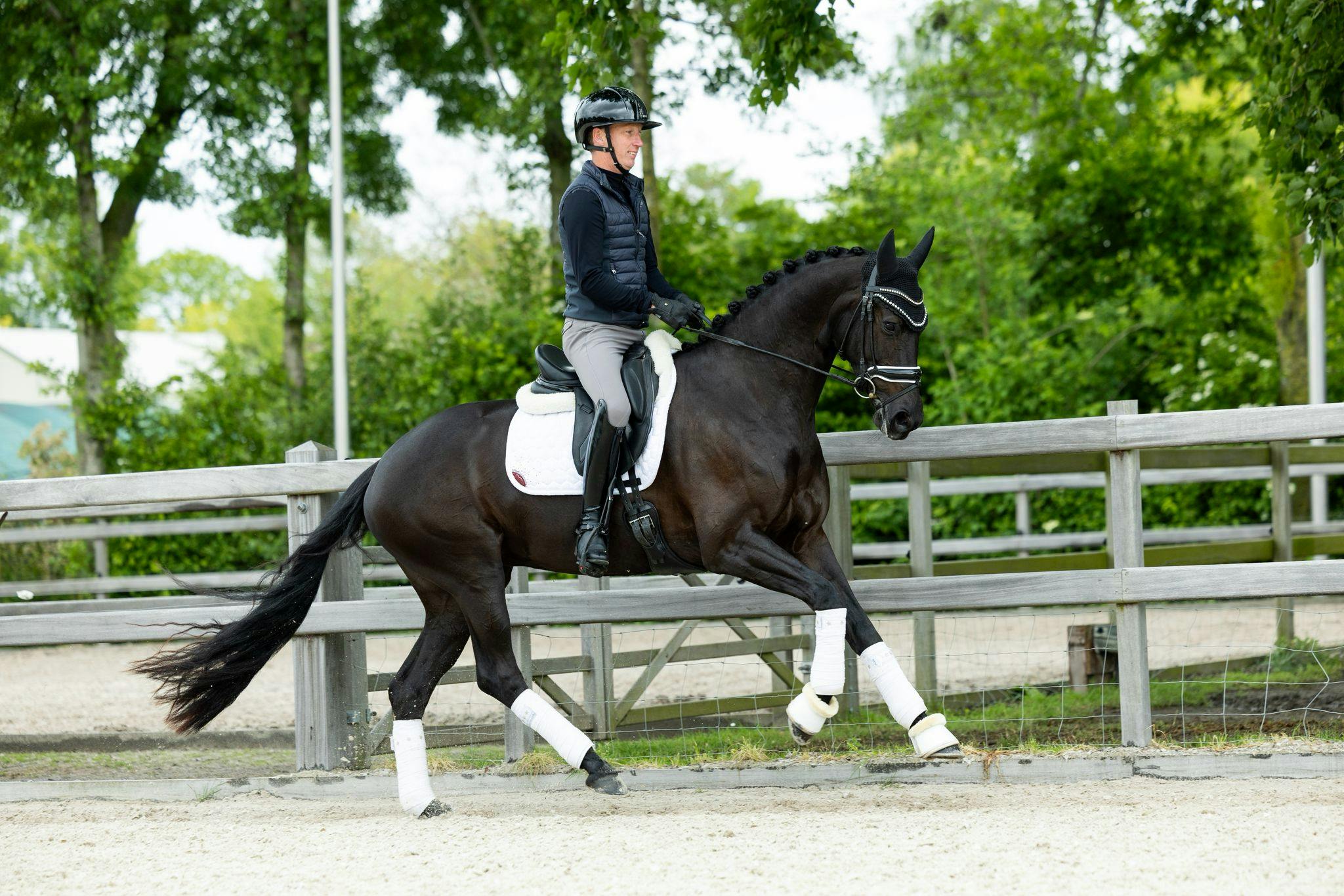 KWPN HORSE FOR SALE