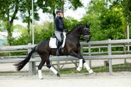 KWPN HORSE FOR SALE