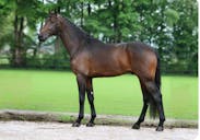 dressage riders