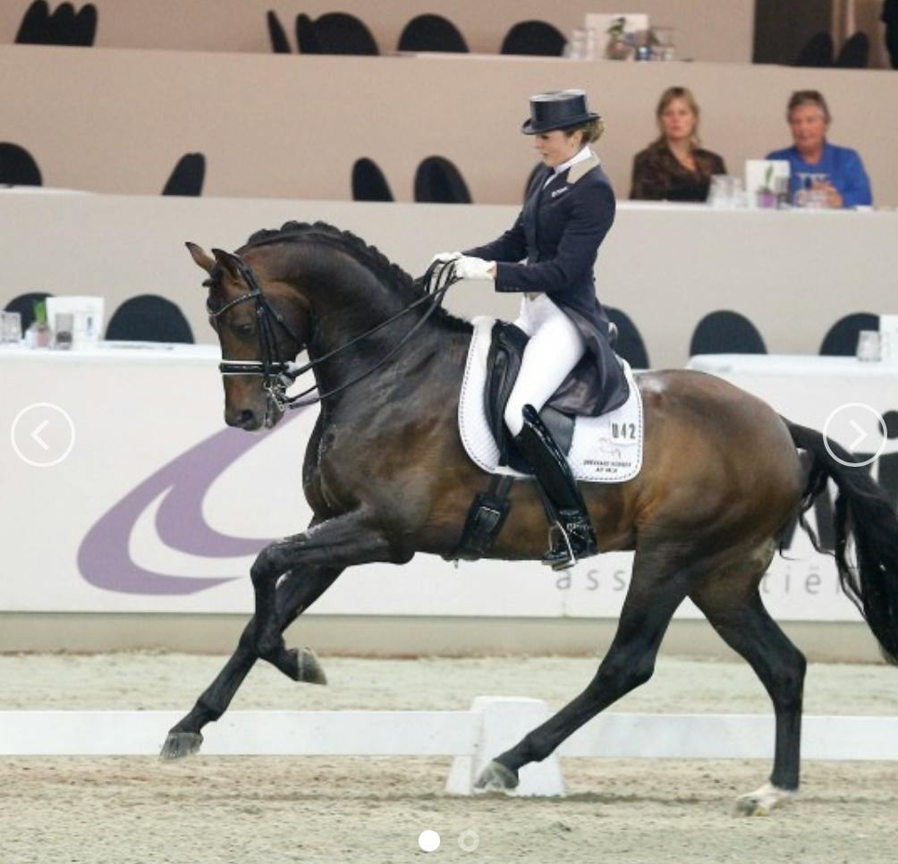 GP HORSES FOR SALE