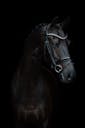 KWPN HORSES