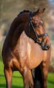YOUNG HORSES FOR SALE