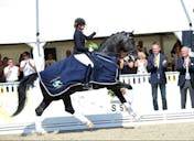 GRAND PRIX HORSES