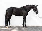 DRESSAGE YOUNG HORSES FOR SALE