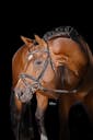 GERMANY HORSES FOR SALE