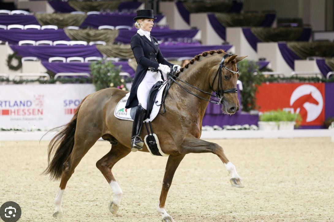 dressage horses for sale in GP