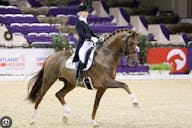 dressage horses for sale in GP